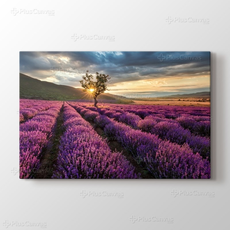 Lavender Field görseli.