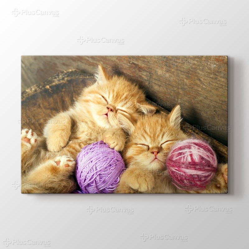 Kedi Yavruları görseli.