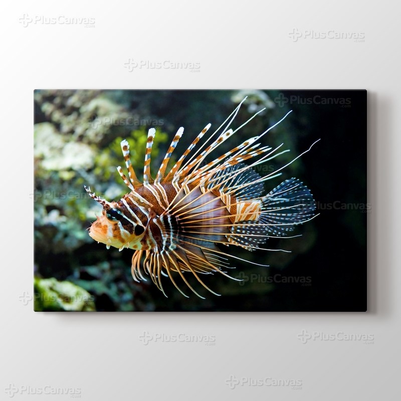 MC Rotfeuerfisch görseli.