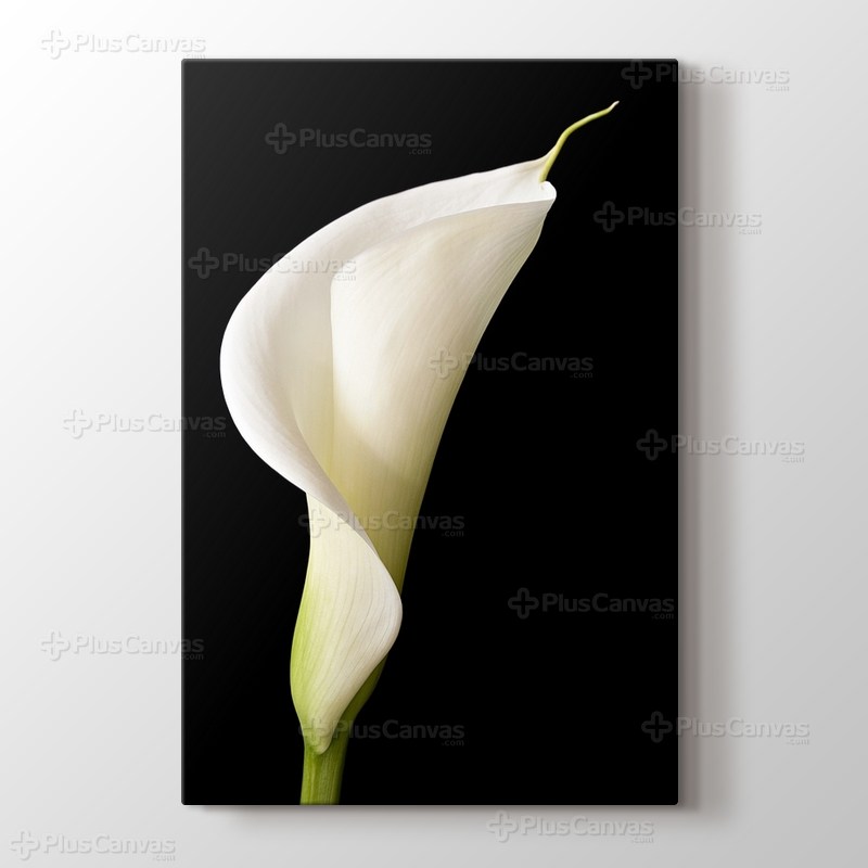 White Lillies görseli.