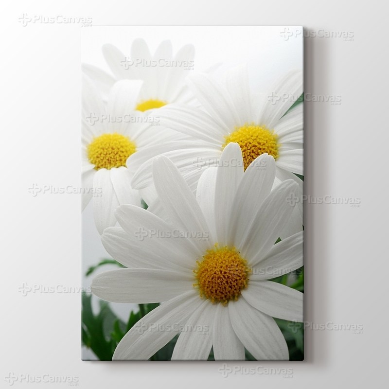 Beyaz Papatya görseli.