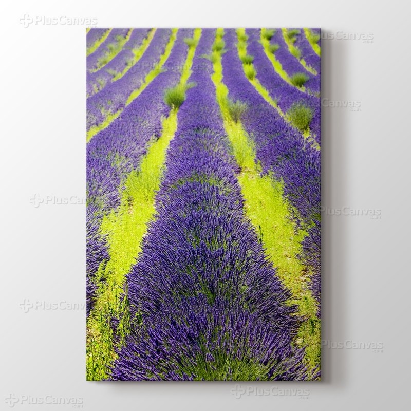 Lavender Field, Plateau De Valensole, Provence, France görseli.