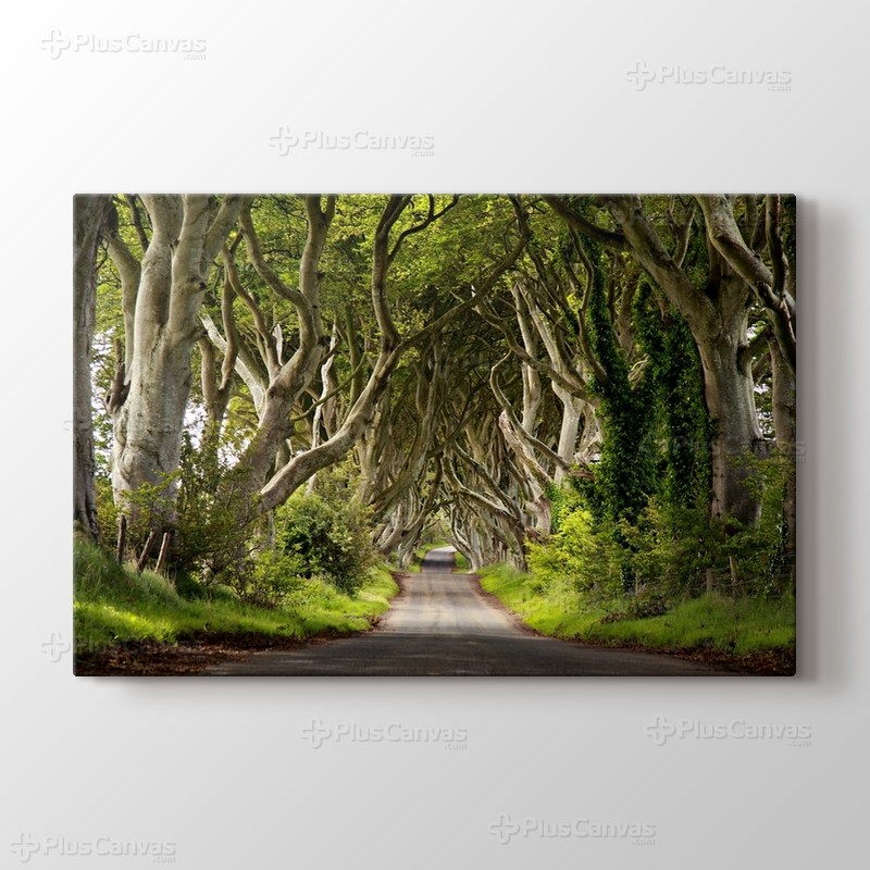 Orman Yolu görseli.