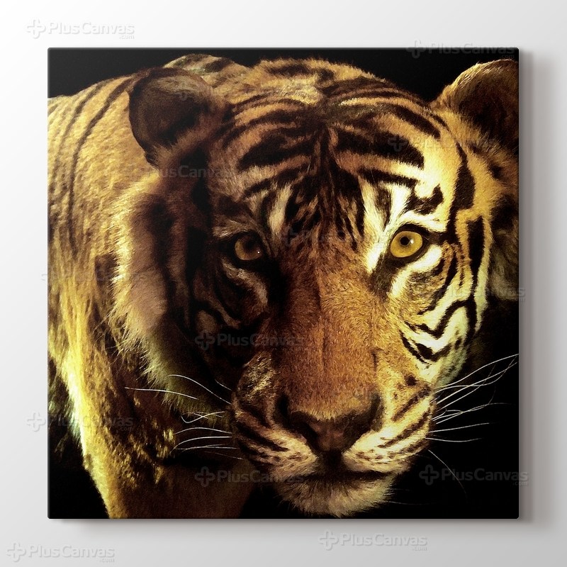 CloseUp Tiger görseli.