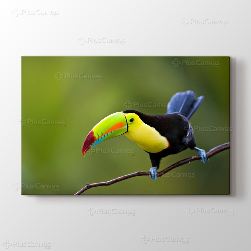 Keel Billed Toucan Central America görseli.