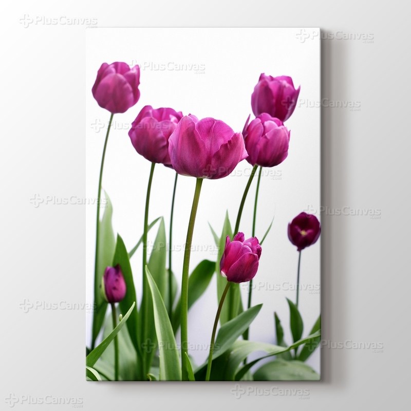 Pembe Lale görseli.