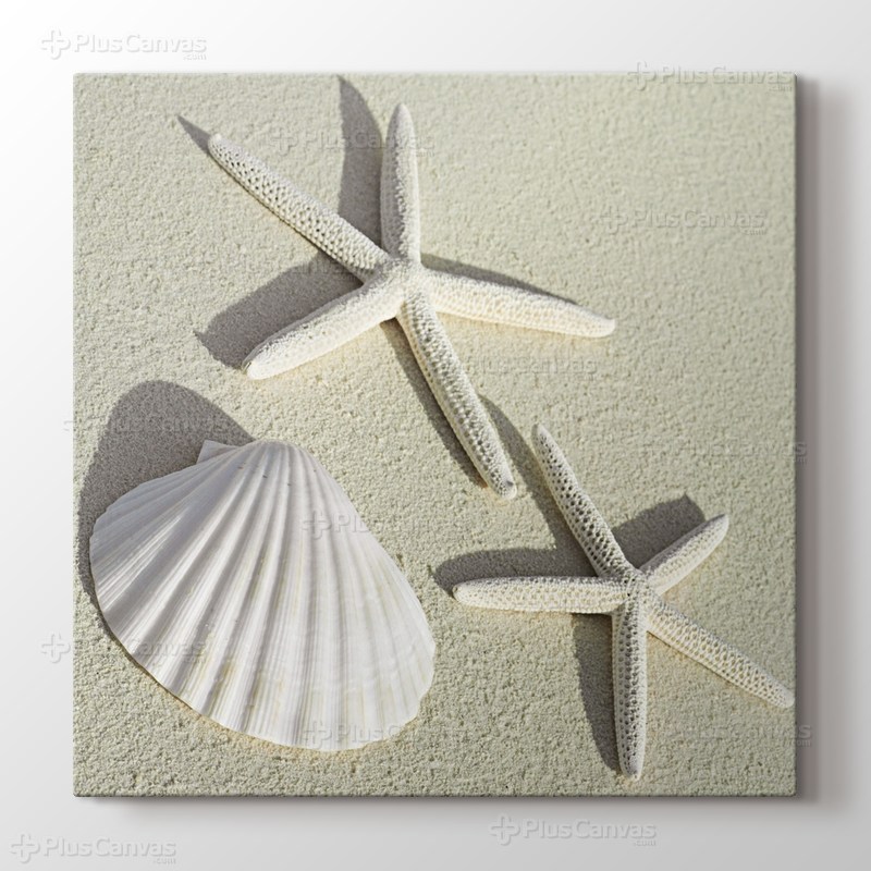 Sea Shells görseli.