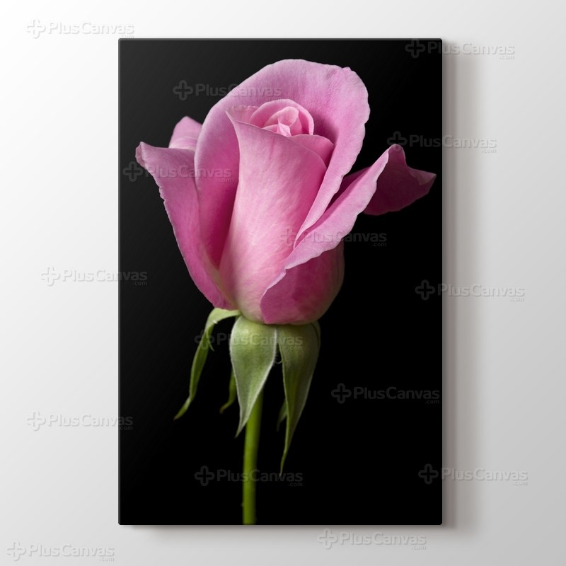 Pembe Gül görseli.