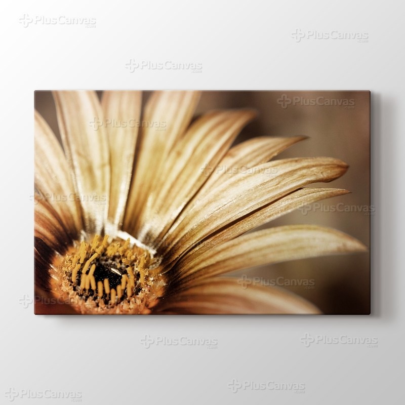 Close Up Daisy görseli.