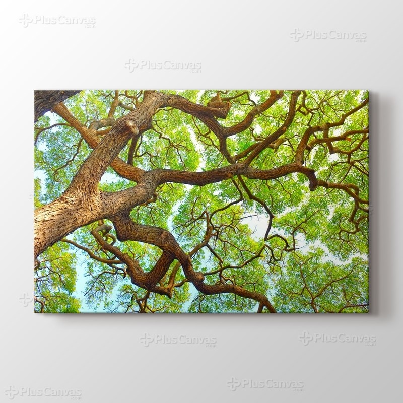 Afrika Habitatı görseli.