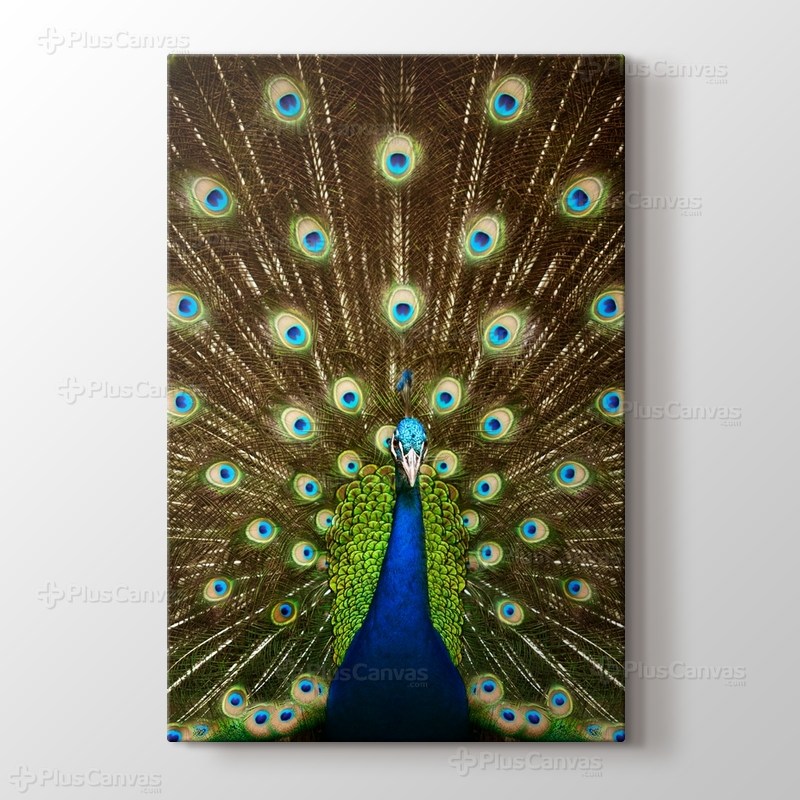 Tavuskuşu görseli.