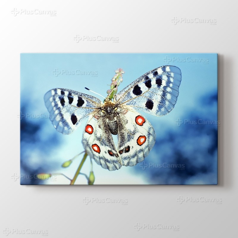 Buz Mavi Kelebek görseli.