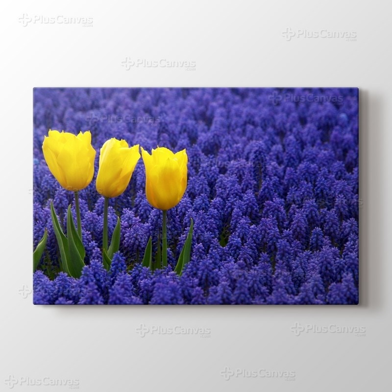 Three Yellow Tulips görseli.