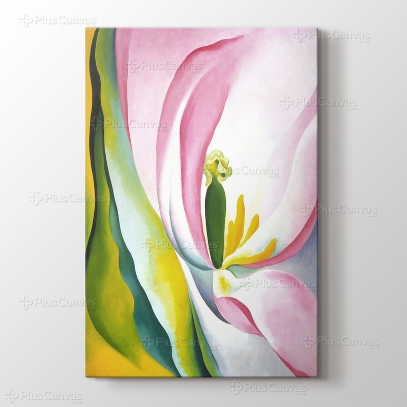 Pink Tulip görseli.