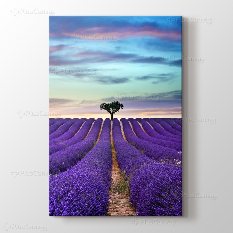 Lavender Field görseli.