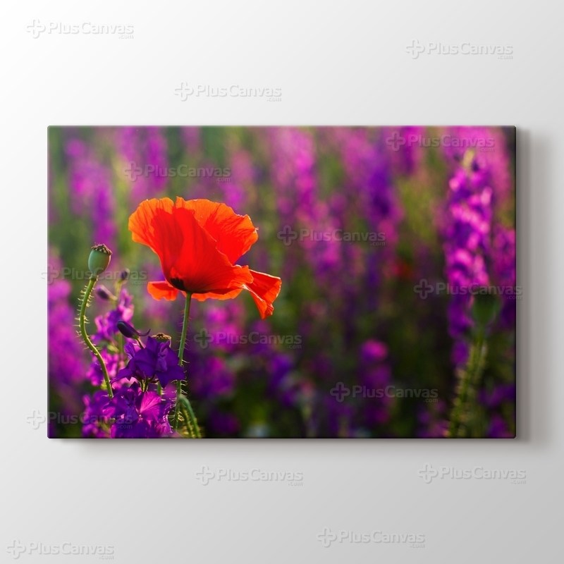 Gelincik - Poppie görseli.