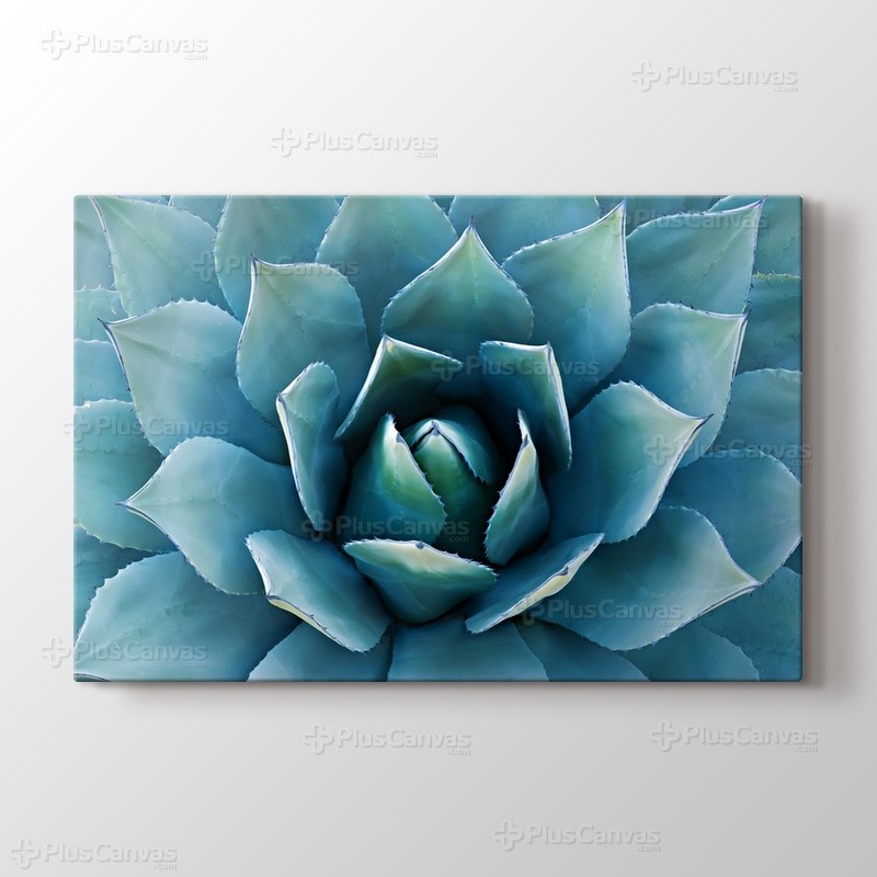 Aloe Vera Bitkisi görseli.