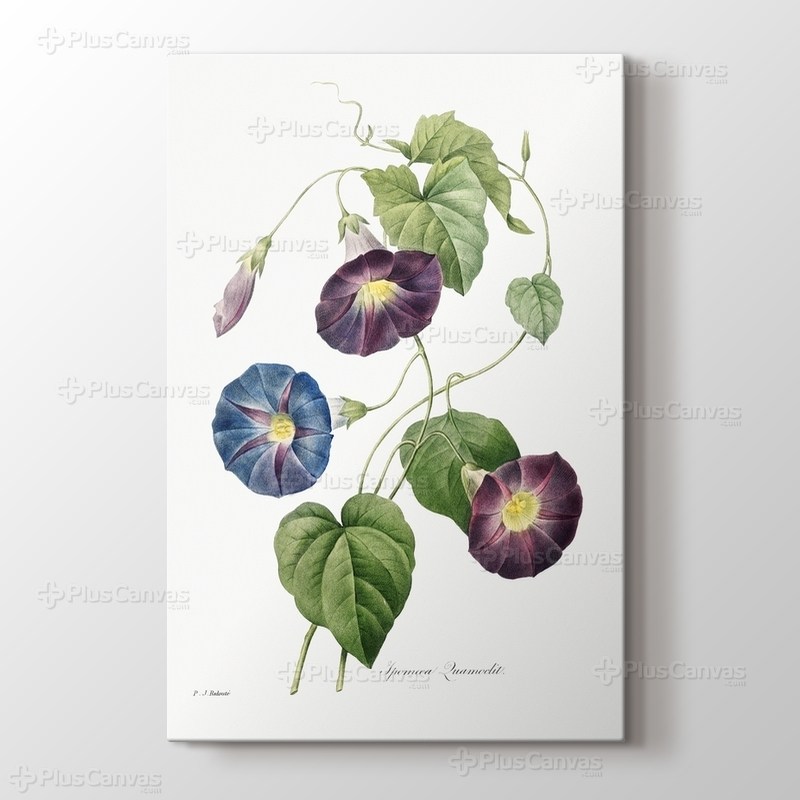 Star Glory görseli.