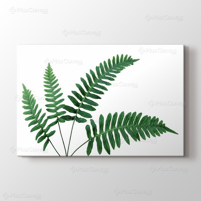 Fern Leaves görseli.