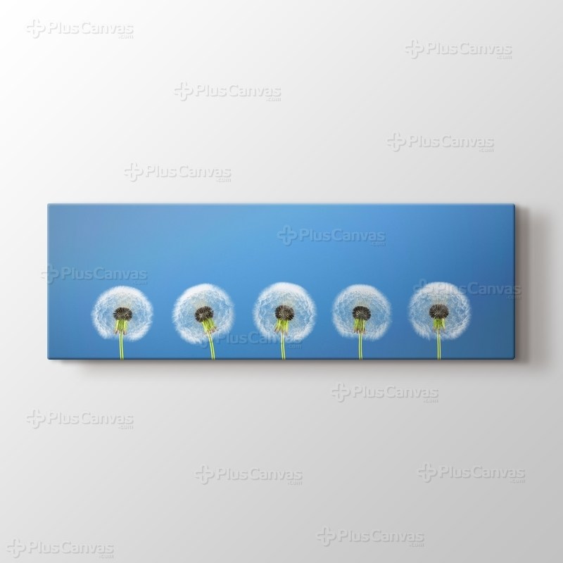 Karahindiba - Dandelion görseli.