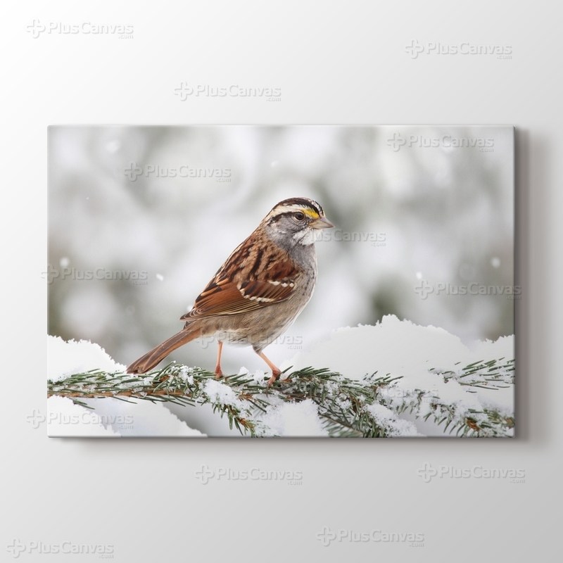 Kar Serçesi görseli.