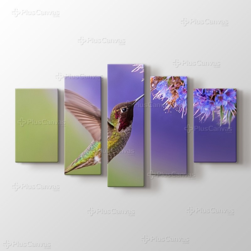 Sinek Kuşu görseli.