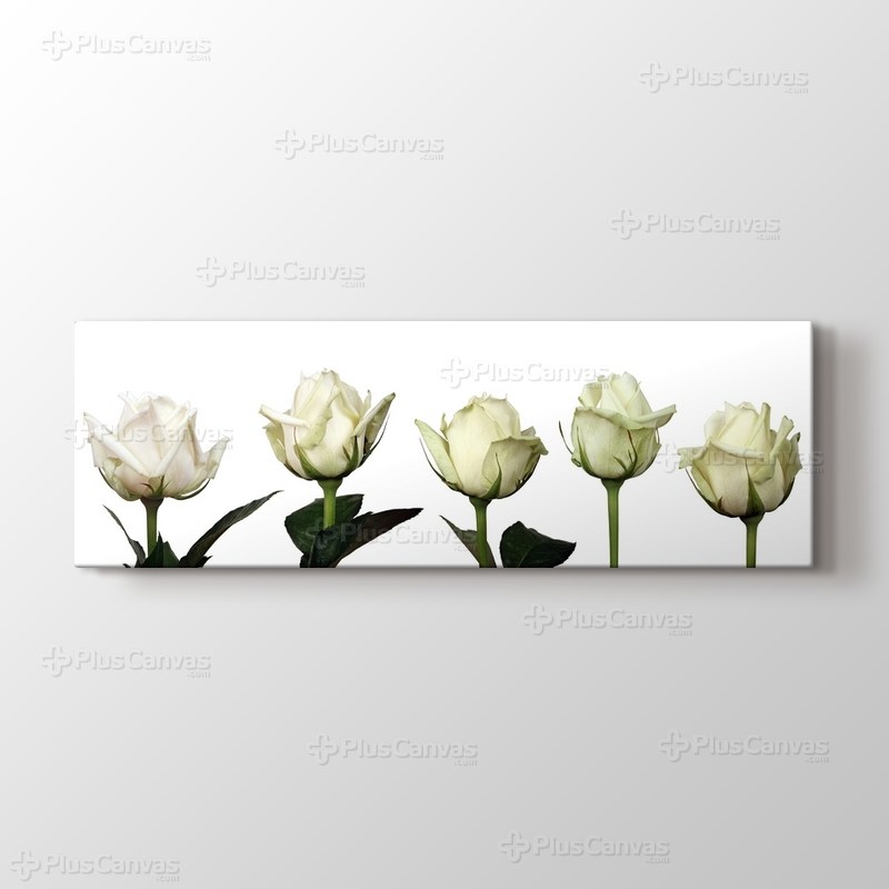 Beyaz Güller görseli.