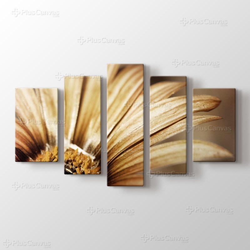 Close Up Daisy görseli.