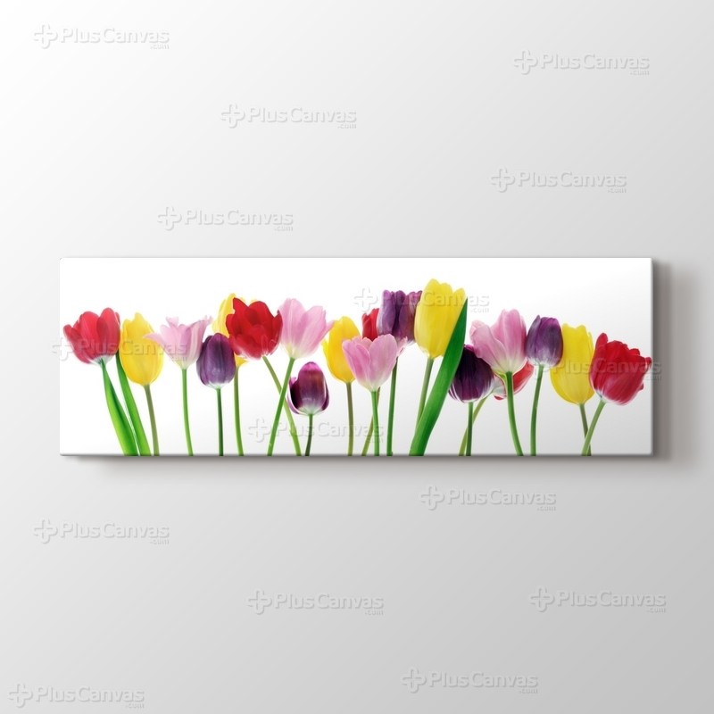 Sıralı Bahar Laleleri görseli.