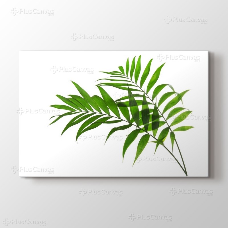 Palm Tree Howea görseli.