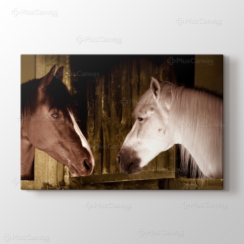 Couple Of Horses görseli.