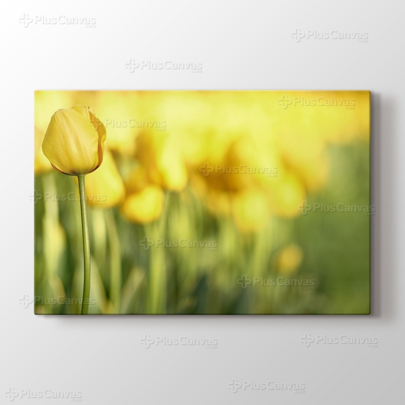 Sarı Laleler görseli.