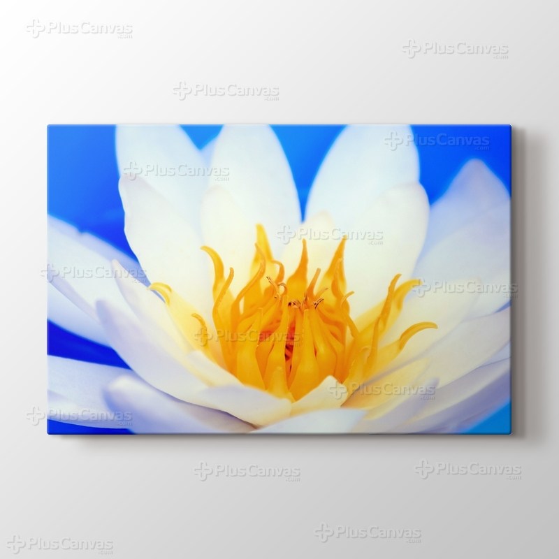 Nilüfer Çiçeği görseli.