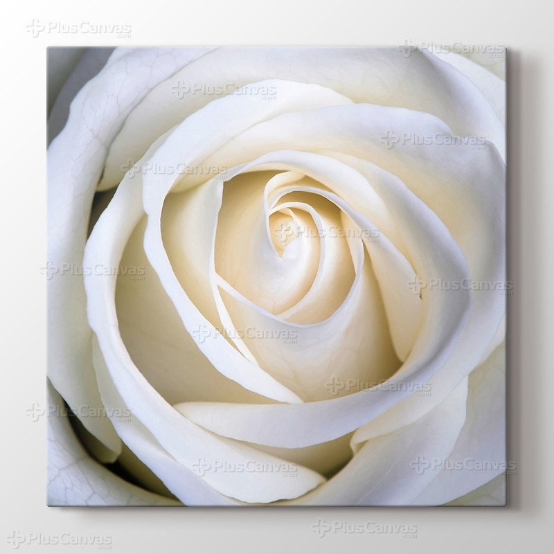 White Rose görseli.