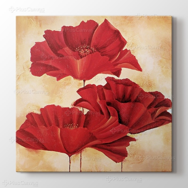 Papaver Rhoeas - II görseli.