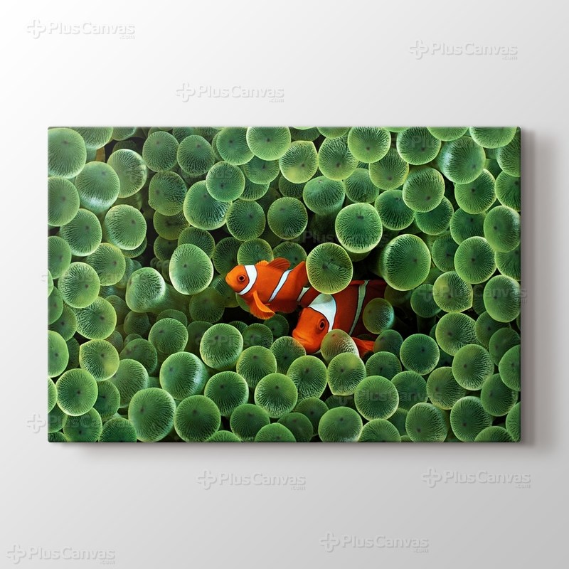 Clown Fishes görseli.