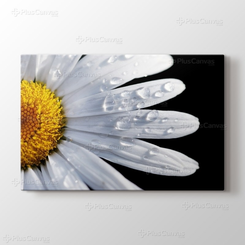 CloseUp Daisy görseli.