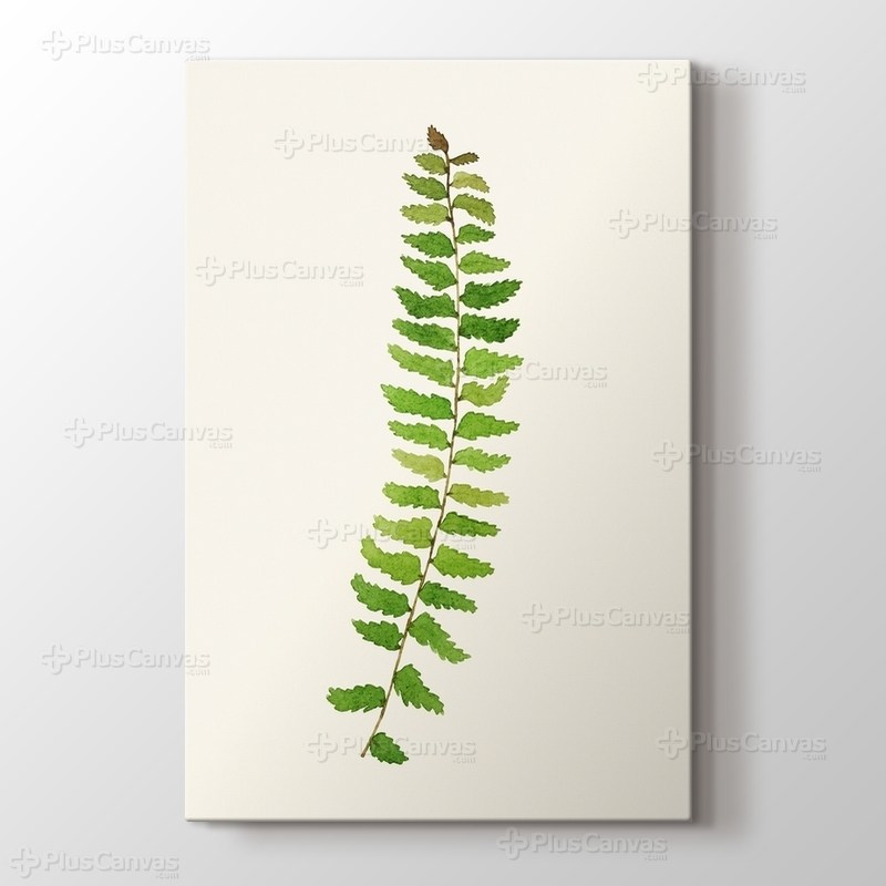 Eğreltiotu görseli.