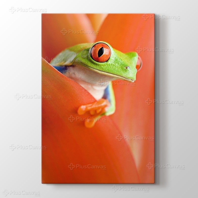 Red Eye Frog görseli.