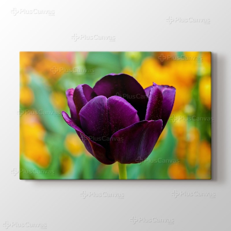 Purple Tulip görseli.