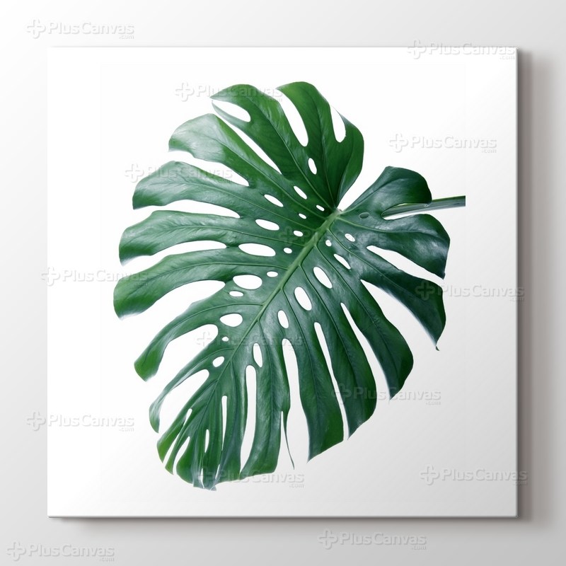 Monstera görseli.