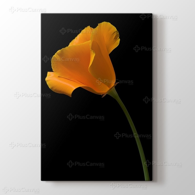 Acem Lalesi görseli.