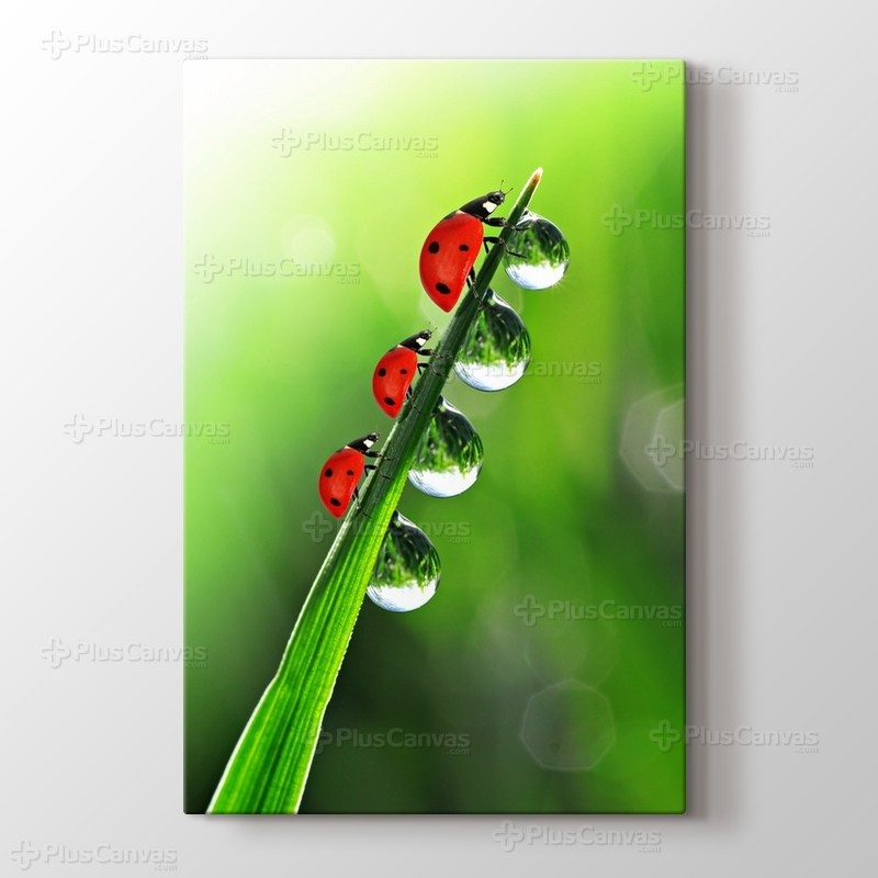 Uğur Böceği görseli.