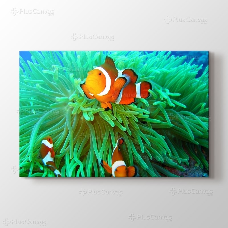 Clownfish Family görseli.