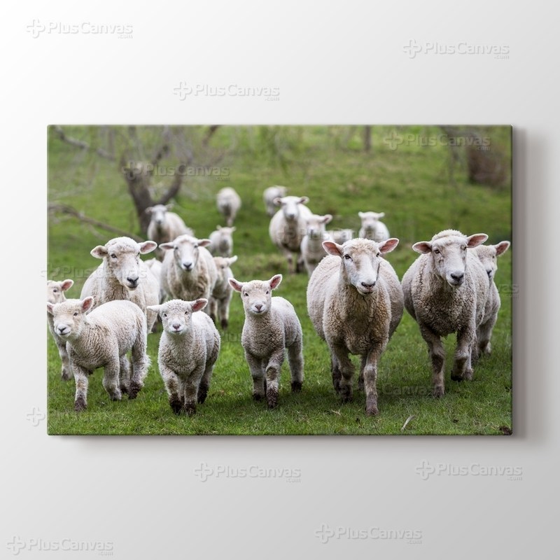 Kuzu ve Koyunlar görseli.