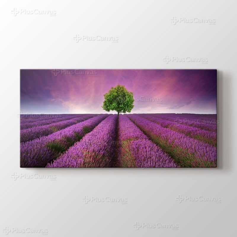 Lavanta Tarlası görseli.