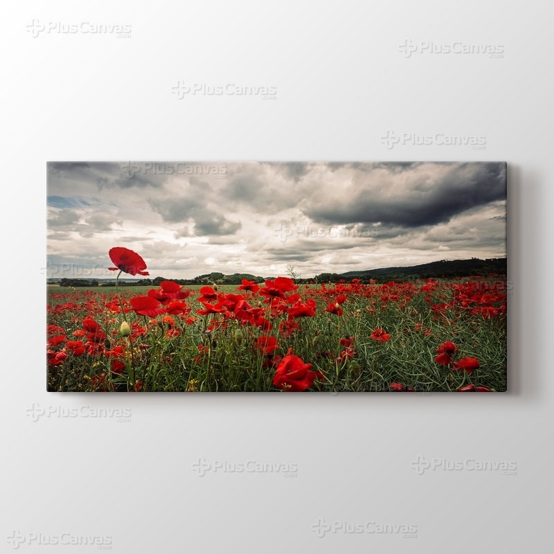 Poppy Field görseli.