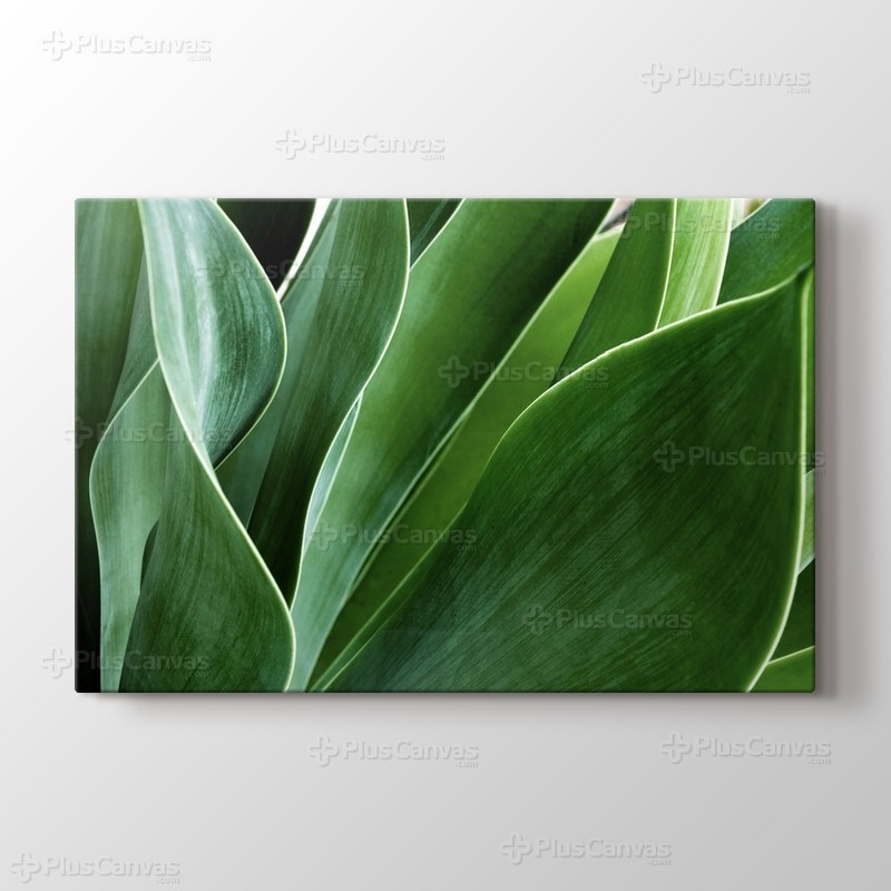 Succulent Leaves görseli.