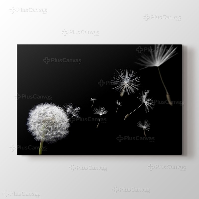 Karahindiba görseli.