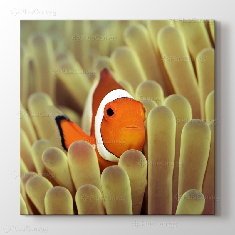 Clownfish over Sponges görseli.